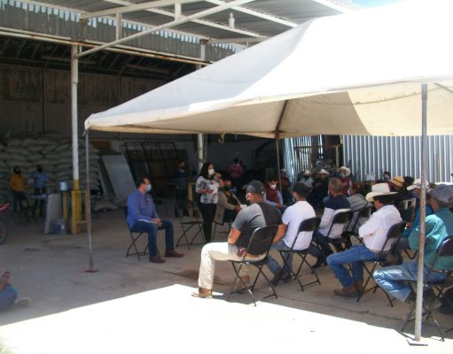 Productores de Ocampo reciben más 25 mil kilos de semilla de avena