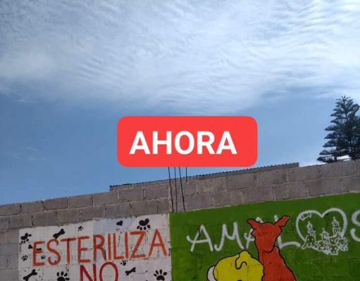 Concurso de Pintura infantil «Bienestar Animal»