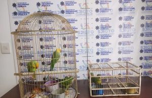 Policías iturbidenses detienen a vendedores de especies protegidas