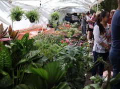24 Feria del Árbol en Dolores Hidalgo